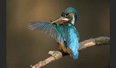 Eisvogel (Alcedo atthis)