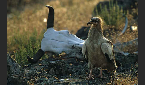 Schmutzgeier (Neophron percnopterus)