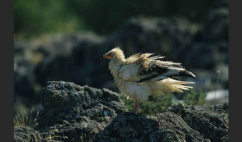 Schmutzgeier (Neophron percnopterus)