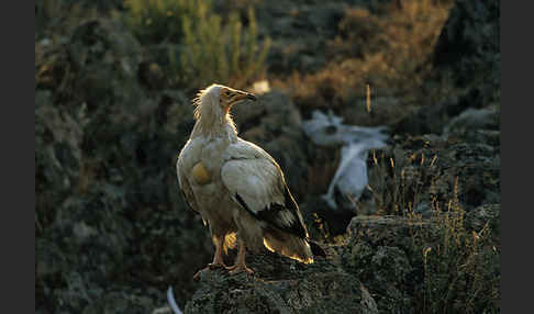 Schmutzgeier (Neophron percnopterus)