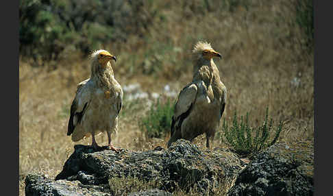 Schmutzgeier (Neophron percnopterus)