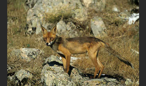 Rotfuchs (Vulpes vulpes)