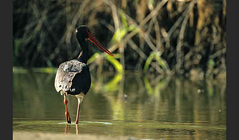 Schwarzstorch (Ciconia nigra)