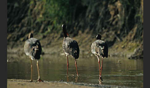 Schwarzstorch (Ciconia nigra)