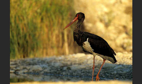 Schwarzstorch (Ciconia nigra)