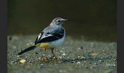 Gebirgsstelze (Motacilla cinerea)