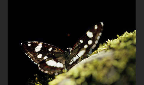 Blauschwarzer Eisvogel (Limenitis reducta)