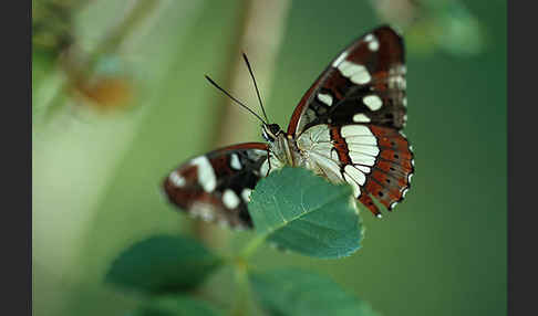 Blauschwarzer Eisvogel (Limenitis reducta)