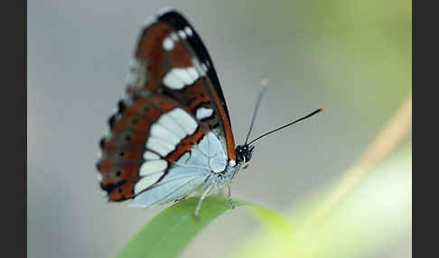 Blauschwarzer Eisvogel (Limenitis reducta)