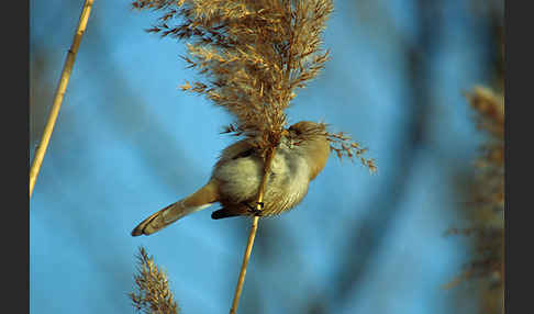 Bartmeise (Panurus biarmicus)