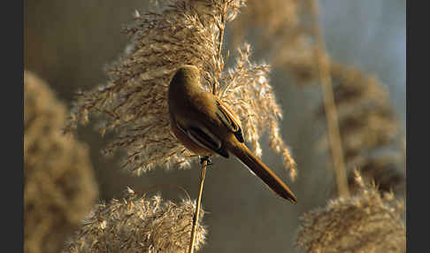 Bartmeise (Panurus biarmicus)