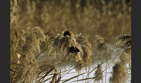 Bartmeise (Panurus biarmicus)