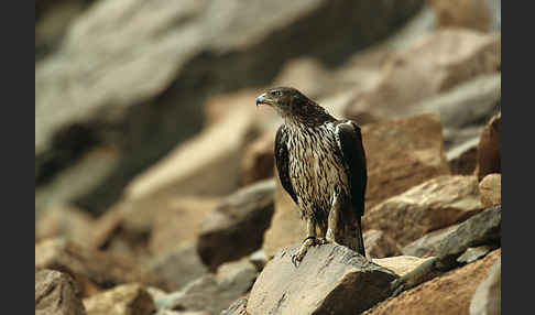 Habichtsadler (Aquila fasciata)