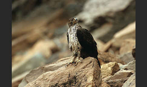 Habichtsadler (Aquila fasciata)