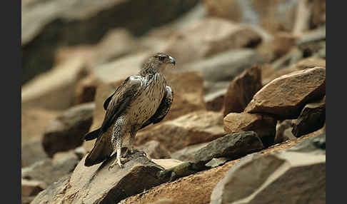 Habichtsadler (Aquila fasciata)