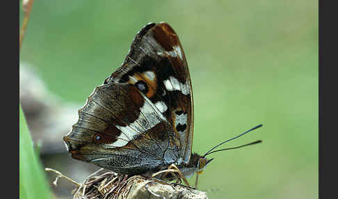 Großer Schillerfalter (Apatura iris)