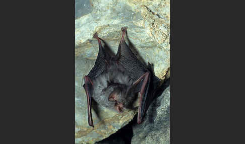 Kleine Hufeisennase (Rhinolophus hipposideros)