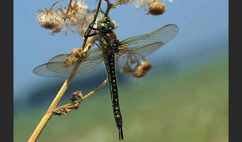 Kleine Mosaikjungfer (Brachytron pratense)