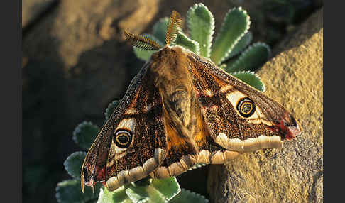 Kleines Nachtpfauenauge (Saturnia pavonia)