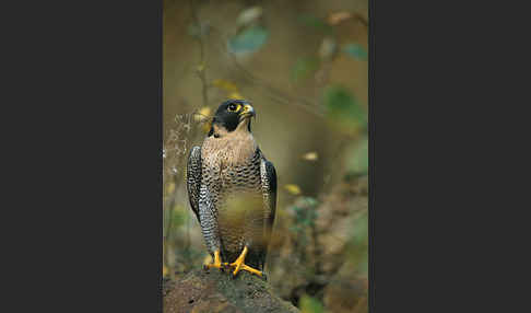 Wanderfalke (Falco peregrinus)