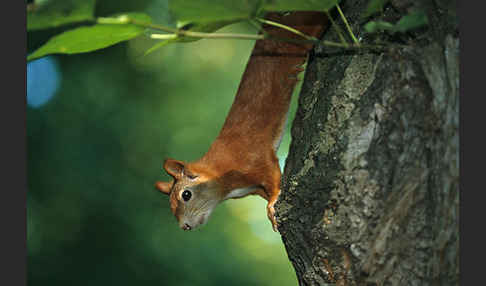 Eichhörnchen (Sciurus vulgaris)