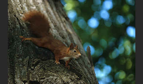 Eichhörnchen (Sciurus vulgaris)