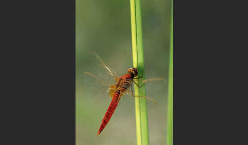 Feuerlibelle (Crocothemis erythraea)