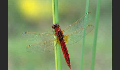 Feuerlibelle (Crocothemis erythraea)