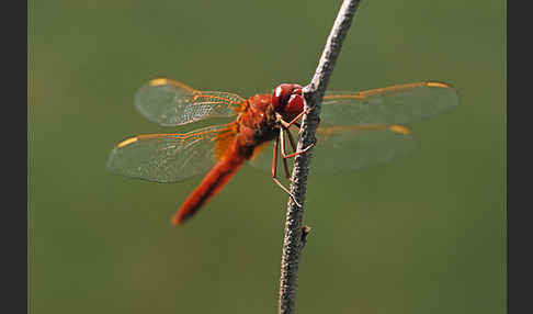 Feuerlibelle (Crocothemis erythraea)