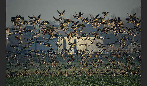 Tundrasaatgans (Anser fabalis rossicus)