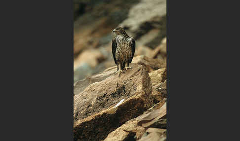 Habichtsadler (Aquila fasciata)