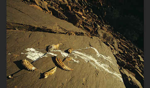 Habichtsadler (Aquila fasciata)