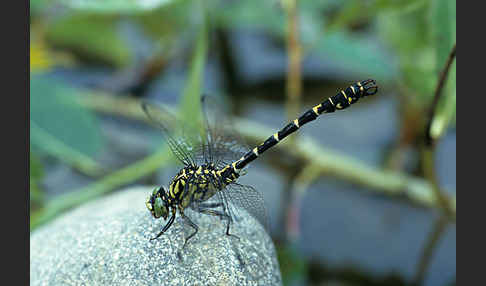 Kleine Zangenlibelle (Onychogomphus forcipatus)