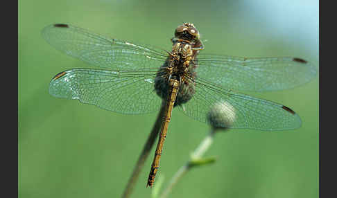 Südliche Heidelibelle (Sympetrum meridionale)