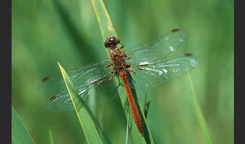 Südliche Heidelibelle (Sympetrum meridionale)