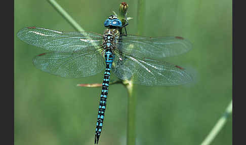 Südliche Mosaikjungfer (Aeshna affinis)