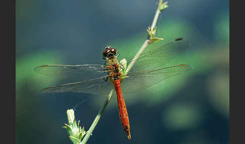 Sumpf-Heidelibelle (Sympetrum depressiusculum)