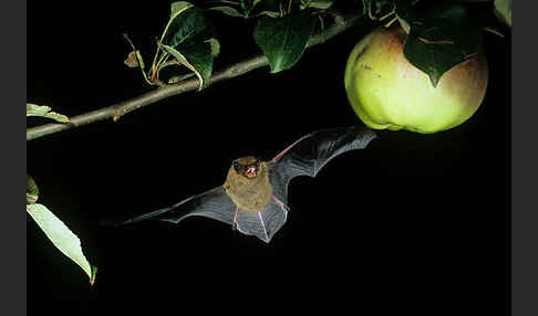 Zwergfledermaus (Pipistrellus pipistrellus)