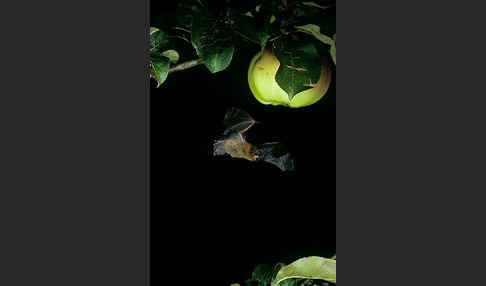 Zwergfledermaus (Pipistrellus pipistrellus)