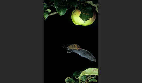 Zwergfledermaus (Pipistrellus pipistrellus)