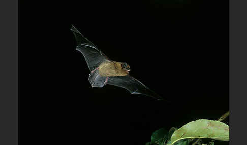 Zwergfledermaus (Pipistrellus pipistrellus)