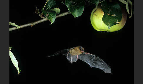 Zwergfledermaus (Pipistrellus pipistrellus)