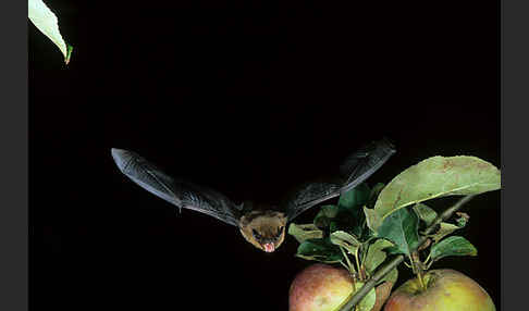 Zwergfledermaus (Pipistrellus pipistrellus)