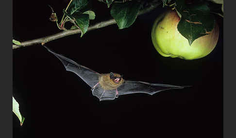 Zwergfledermaus (Pipistrellus pipistrellus)