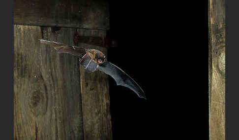 Zwergfledermaus (Pipistrellus pipistrellus)