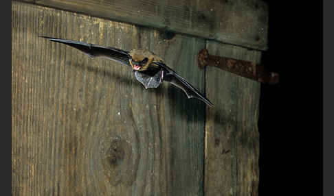 Zwergfledermaus (Pipistrellus pipistrellus)