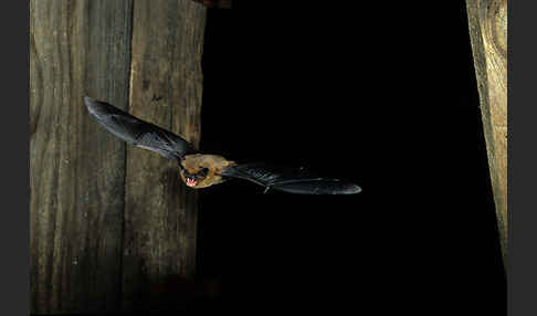 Zwergfledermaus (Pipistrellus pipistrellus)