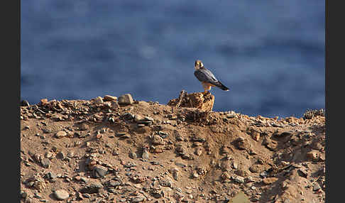 Wüstenfalke (Falco pelegrinoides)