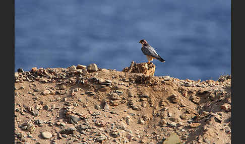 Wüstenfalke (Falco pelegrinoides)