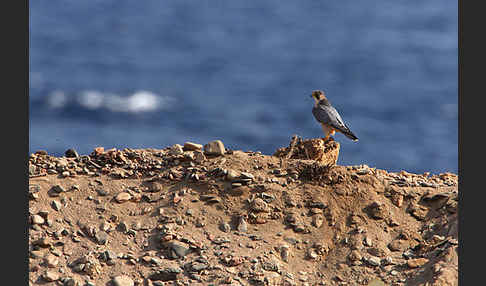 Wüstenfalke (Falco pelegrinoides)